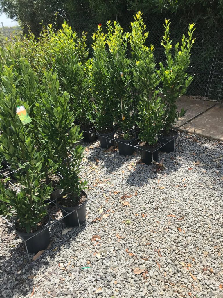Buy Bay Tree 'Miles Choice' Online Plants by Baker