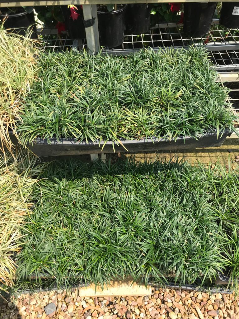 Buy Mondo Grass 5cm Tray X 40 Online Plants By Baker buy-mondo-grass-5cm-tray-x-40-online-plants-by-baker