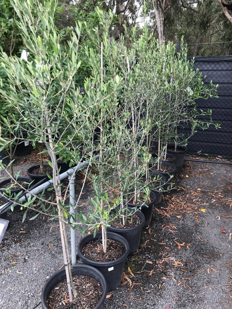 Buy Olive Tree 'Kalamata' Online Plants by Baker