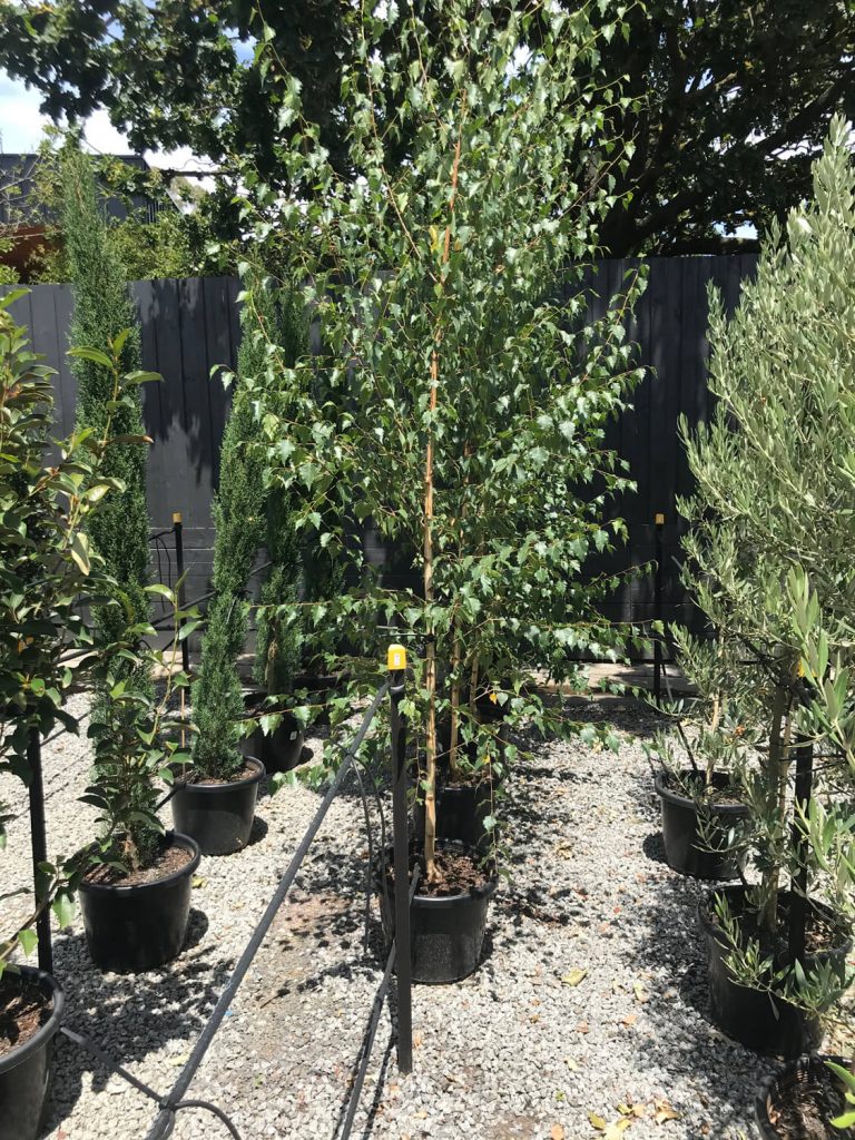 Buy Silver Birch 'Moss White' Online Plants by Baker