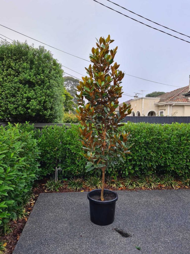 Buy Little Gem Magnolia Tree Online Plants by Baker